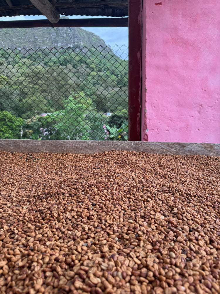 Cafe Nalu cafe en granos 2