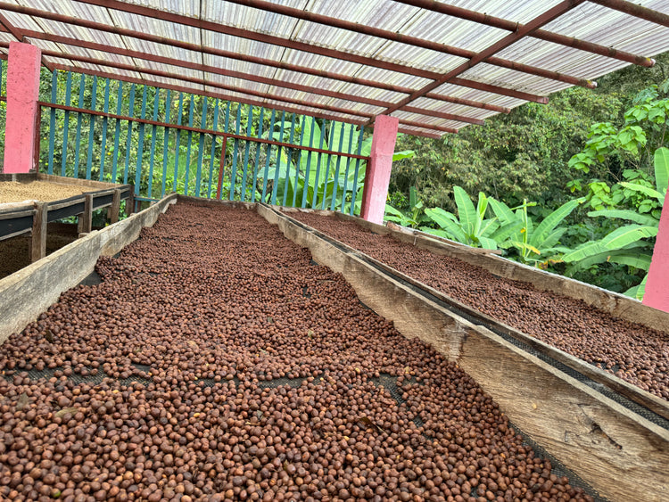 Descuentos en Suscripción - Luna Llena