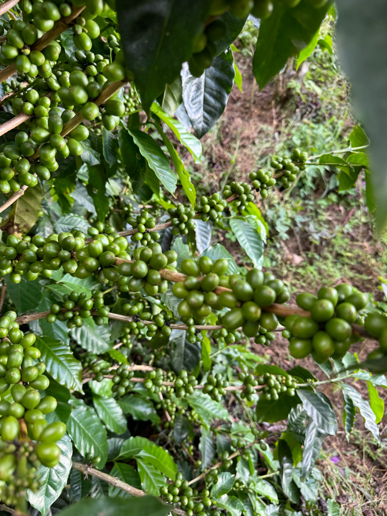 Plantas de cafe 2